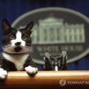 퍼스트펫 연합뉴스