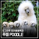 나의 강아지에게 | 도그마루 강아지종류 총정리: 나에게 딱 맞는 반려견은?