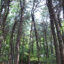 우면산6-12 이미지