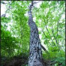 동막골흑염소 이미지