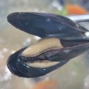 강산포조개칼국수보쌈 이미지