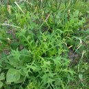 심지농장 이미지