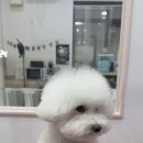 그루밍_light 이미지