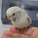 버드소리 대구수성점 이미지