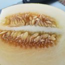 금향 Daum카페