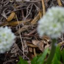 3.1운동 기념비 이미지