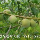 매실 이미지
