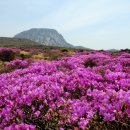 한라산 선작지왓 이미지