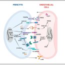 Re: BBB 주요 세포 pericyte 병리 2024 Cell 이미지