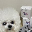 엔케이365펫 이뮨플러스 후기 - 강아지 영양제