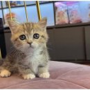 도그마루 강아지 고양이 울산점 | 강아지와 고양이 입양! 울산도그마루 방문 후기