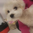 멍그니엘 이미지