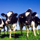 대평목장 이미지