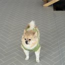 멍크루