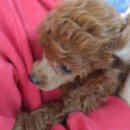 펫 스토리[Pet Story] 네이버블로그