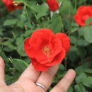 이곡장미공원 이미지