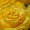 황제소갈비살숯불구이 이미지