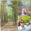 죽녹원 | 담양 가볼만한곳 산책하기 좋은 대나무숲 죽녹원 방문후기