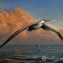 알바트로스 이미지