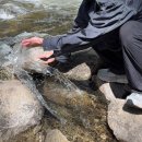 엘링컨 | 요셈투어 요세미티 당일투어 솔직 후기(마이리얼트립 예약&amp;할인코드)