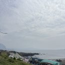 아름다운호야네 | [제주] 애견동반제주여행🐶🐶(송악산항/ 마라도/짜장면시키신분/산양큰엉곶/순천미향/아름다운호야네)