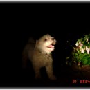 견우와 직녀 이미지