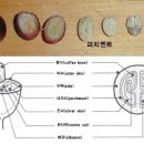 코코커피바리스타학원