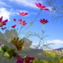 코스모스 이미지