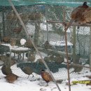 영하농장 이미지