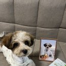 펫그리다 이미지