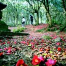 강진 바스락길 이미지