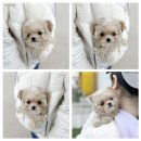 모델독켄넬 이미지