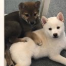 시바스럽 이미지