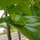 청개구리 이미지