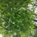 21호재진이네 | 햇볕에 피부가 타면 퍼스널컬러가 바뀌는가 20250714