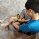 꽃보다 개 이미지