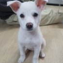 우다당 | 부산 강아지 수제 간식 만들기! 서면 펫 베이커리 우다당
