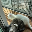 몽호텔 | [일산/반려동물] 고양이 호텔 몽쁘띠샤 2회차 이용 후기