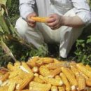 서린농장 이미지