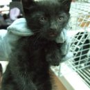 중곡동물병원 이미지