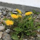 민들레네 이미지