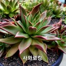 사와로 이미지