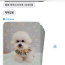 슈가펫살롱