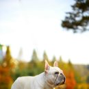 써클켄넬 이미지