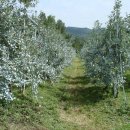 사과나무부동산중개사무소 이미지