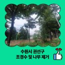 정원카 | 수원시 권선구 조경수 및 나무 제거