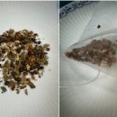 소티제로 이미지