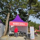 대기 | 2026년 신안 임자도 튤립축제 개화현황 지금 가도 될까?