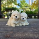 브리더클럽 이미지