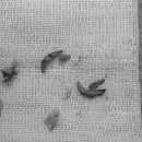 나만 애 동물병원 이미지